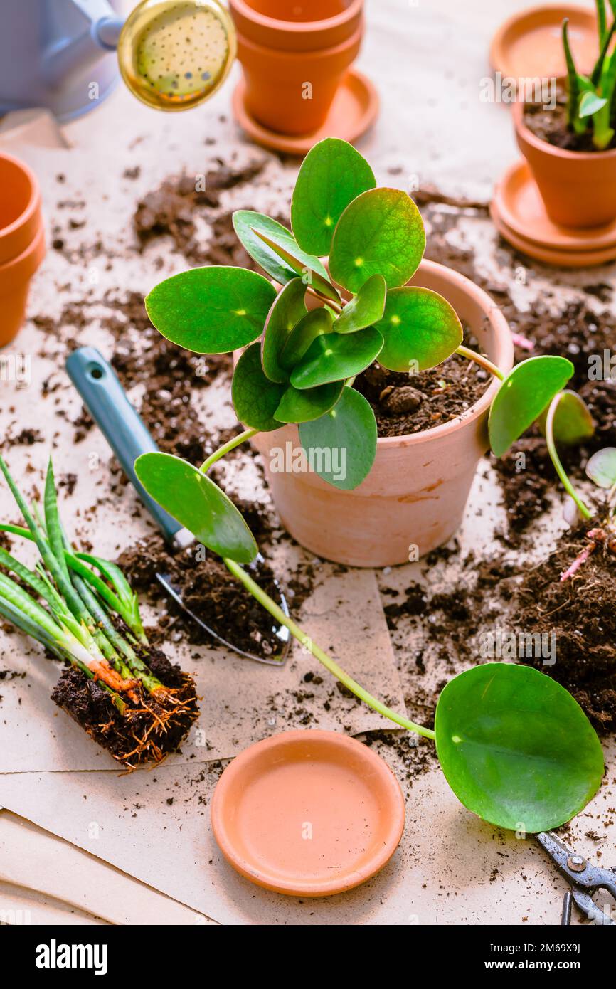 Transplanting plant a into a new pot, replanting of houseplants