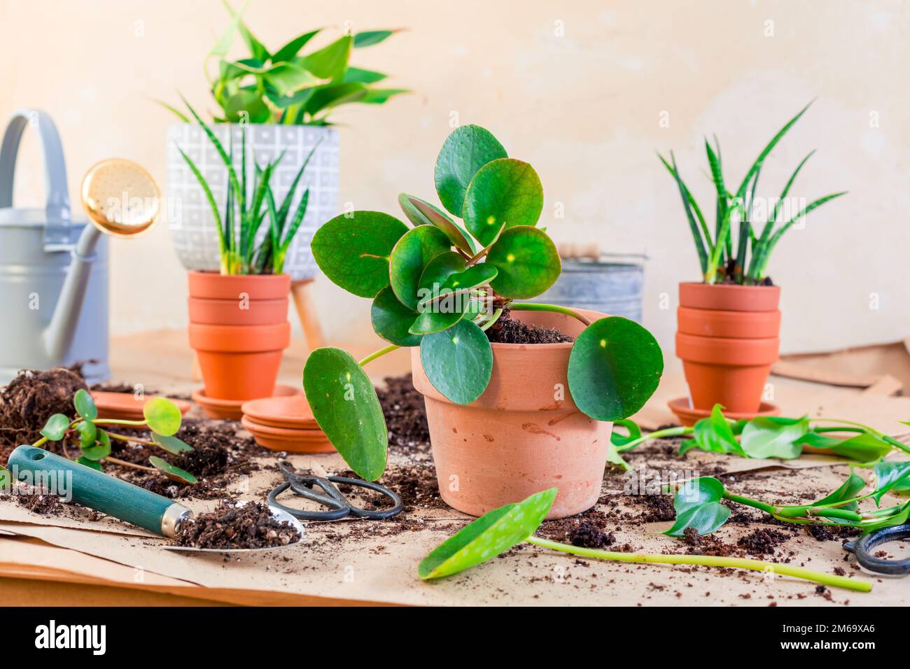 Transplanting plant a into a new pot, replanting of houseplants