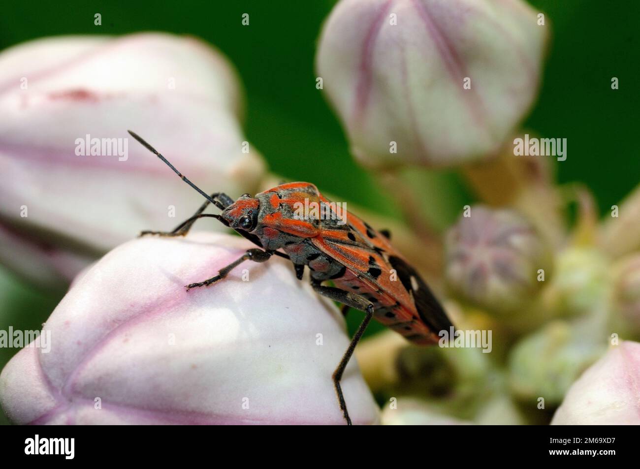 Shield bug Stock Photo