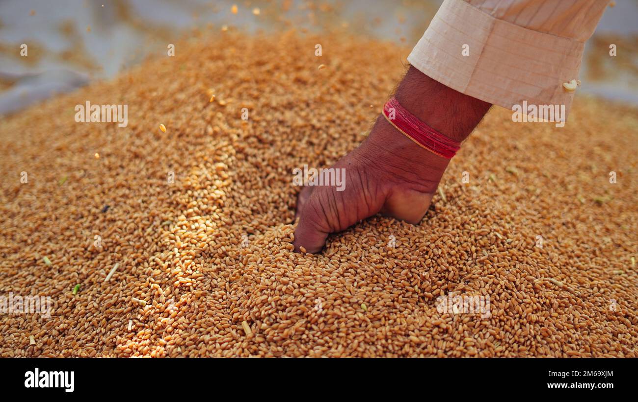 Wheat grains in a hand after good harvest of successful farmer. Close-up Hands of farmer pouring and sifting wheat grains on ground. agriculture conce Stock Photo