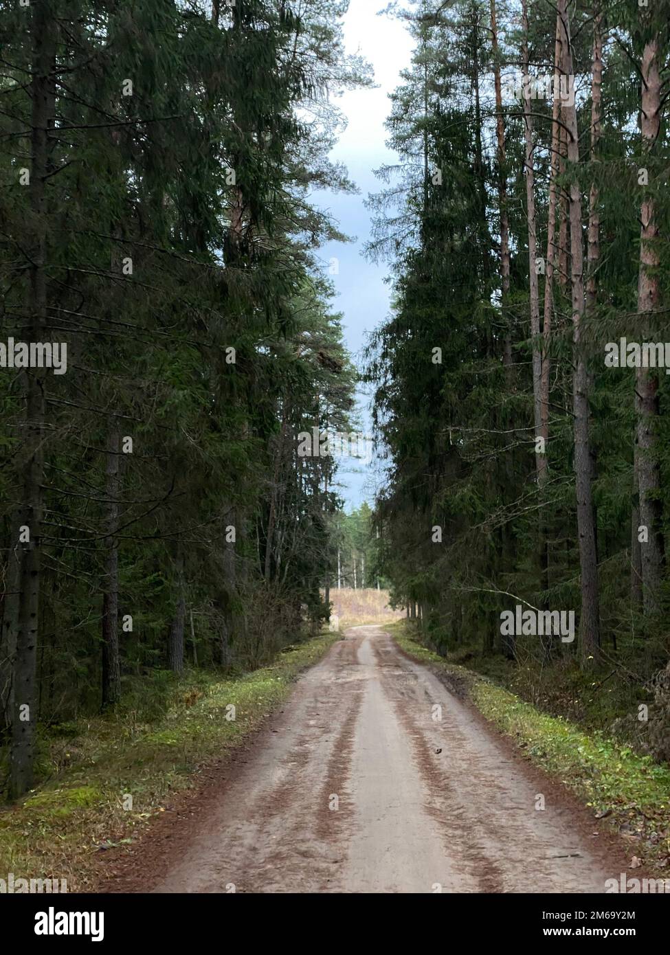 Dense forest path surrounded hi-res stock photography and images - Alamy
