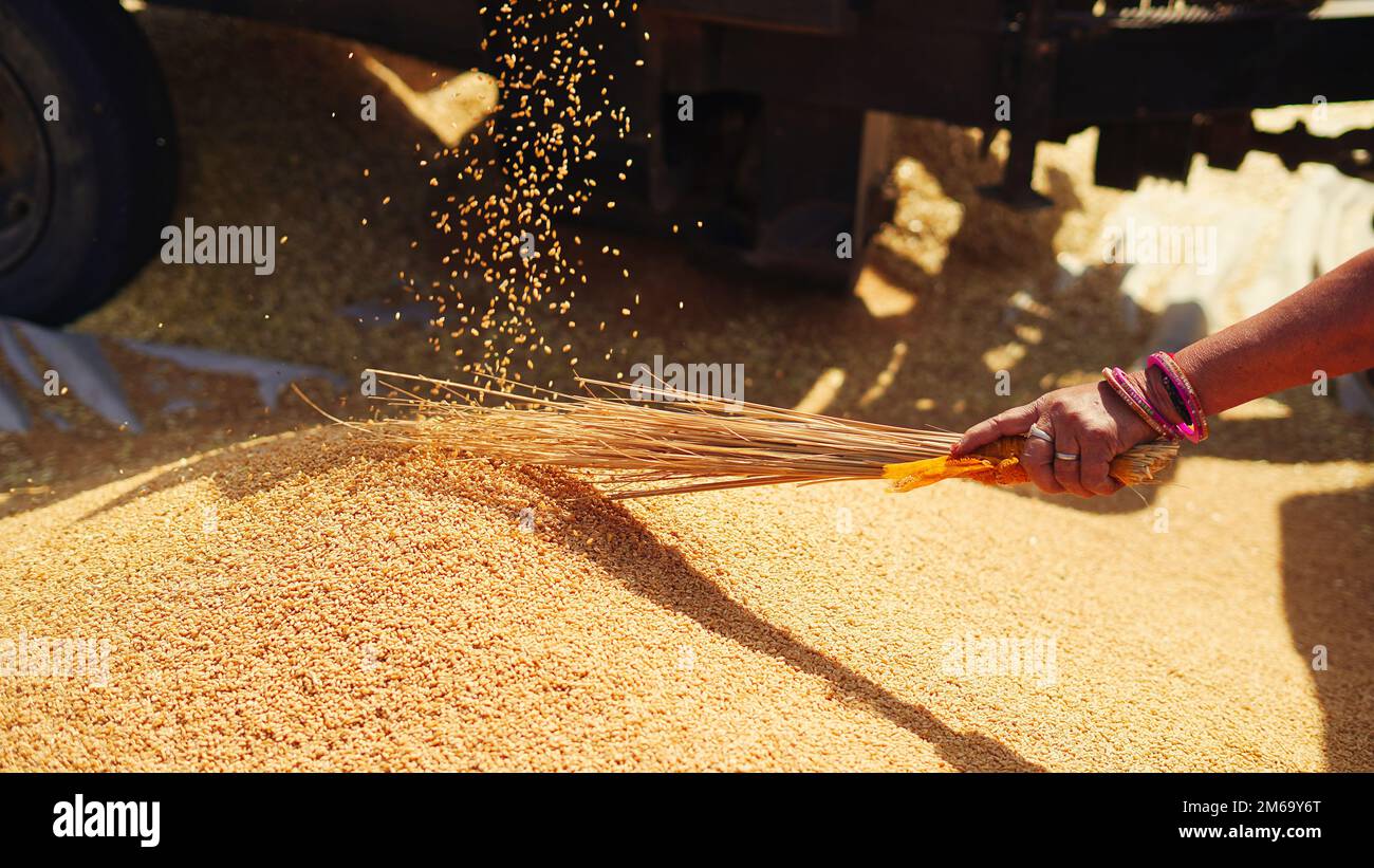 Fresh harvested Wheat seeds falling from tractor machine on the ground. Heap of wheat grains close up shot in field. Indian farming, harvesting concep Stock Photo