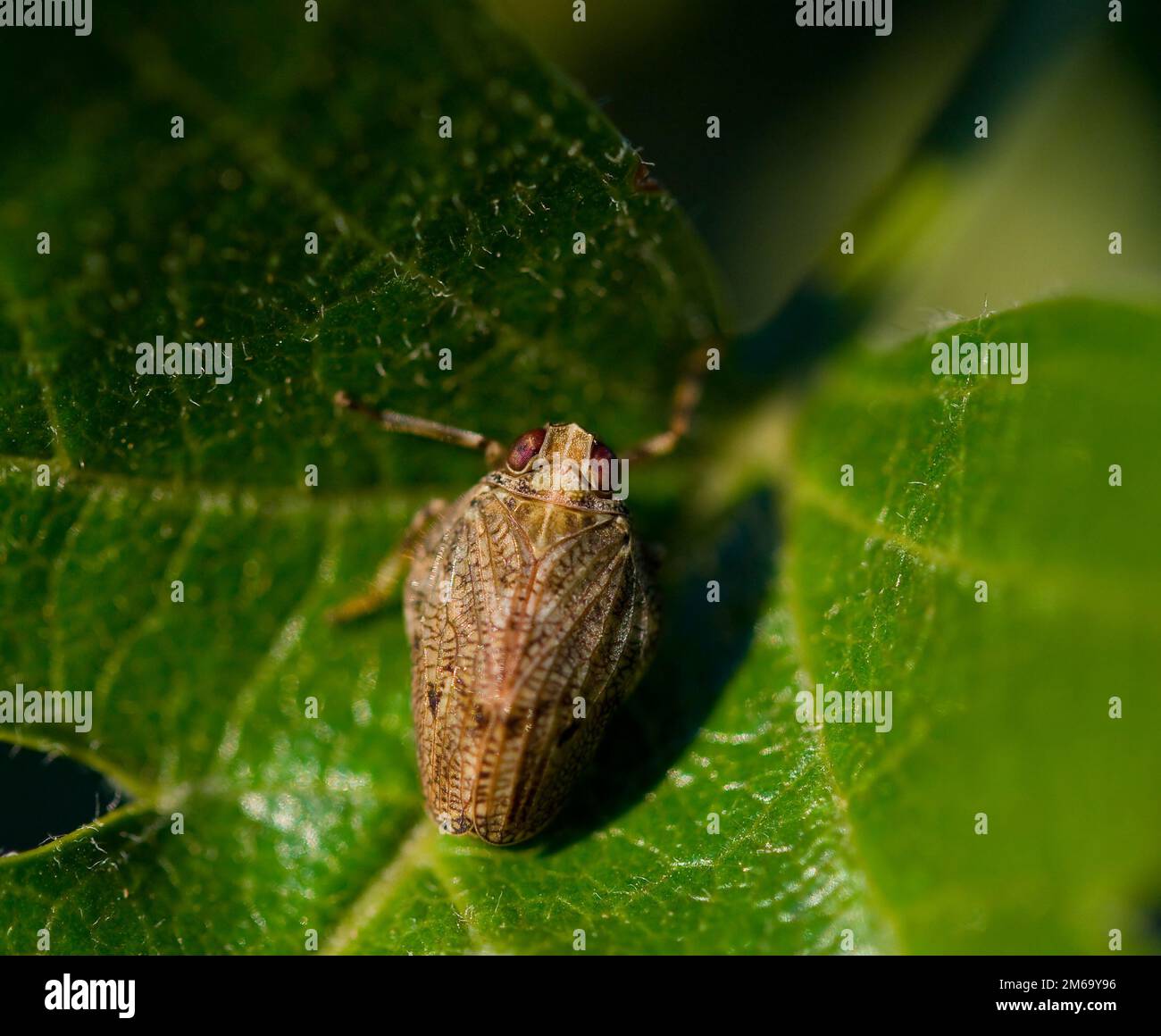 Klopp Insect Issus coleoptratus macro Stock Photo - Alamy