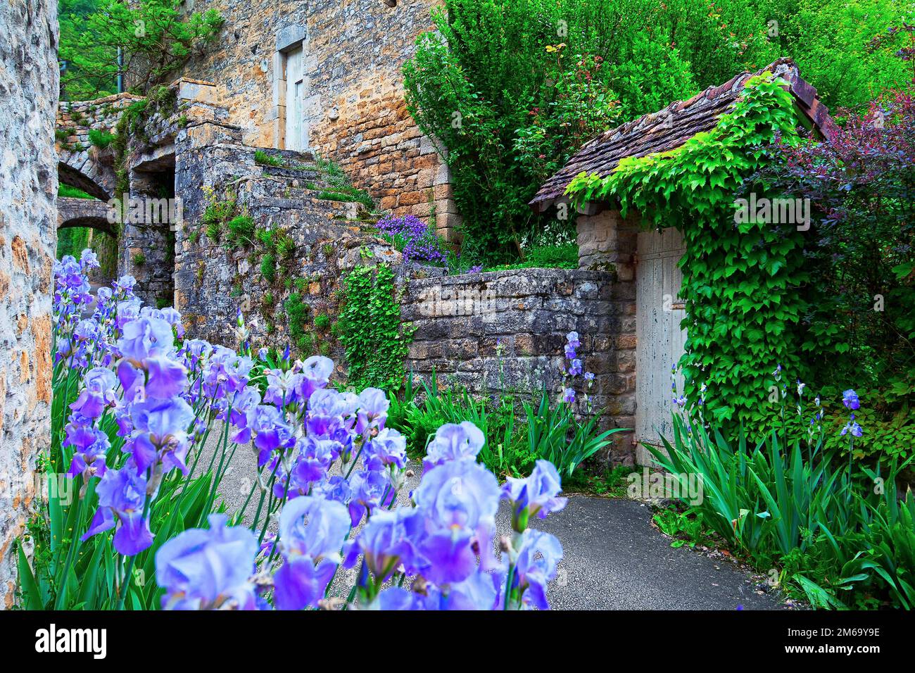 Lane with irises, Baume les Messieurs, Franche Comte, France Stock Photo