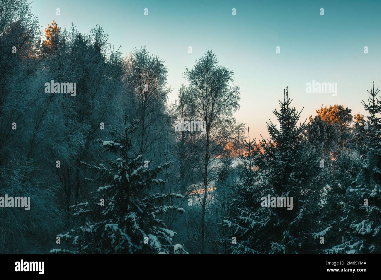 Sunlight in dark winter forest hi-res stock photography and images - Alamy