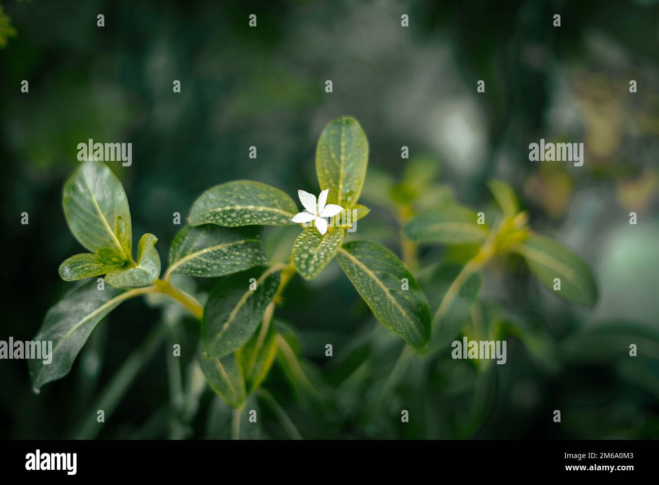 A closeup of a Barleria plant against the blurred background Stock Photo