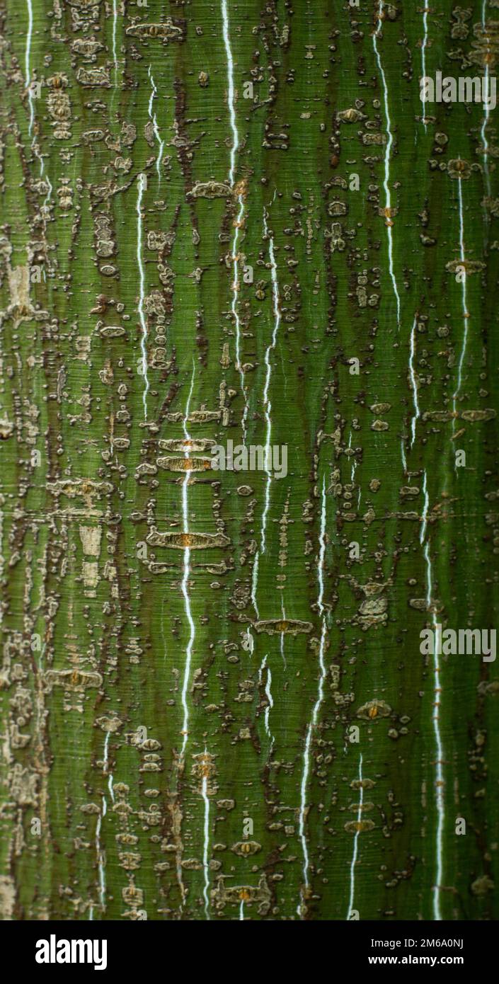 Bark of young alder tree Stock Photo