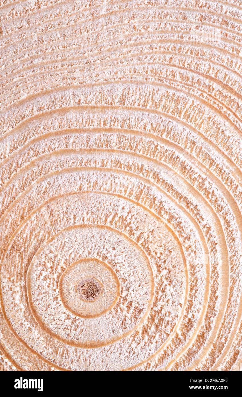 Center of a dried spruce trunk, horizontal cut, showing the growth rings. European spruce tree, Picea abies, with annual or tree rings. Stock Photo