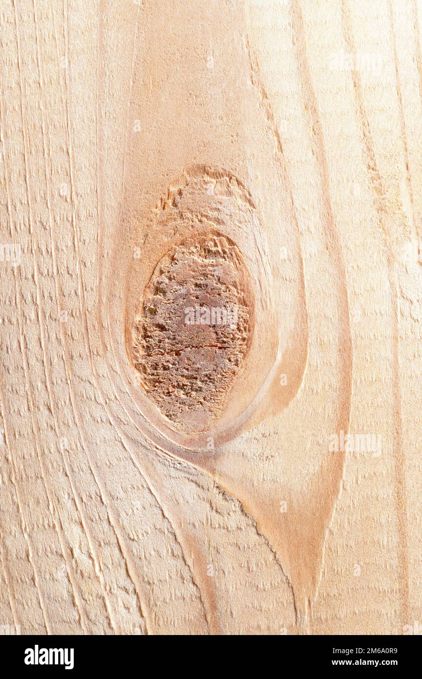 Spruce board with a branch, close-up, tendon cut, parallel to his longitudinal axis. Dried spruce wood from an European spruce tree, Picea abies. Stock Photo
