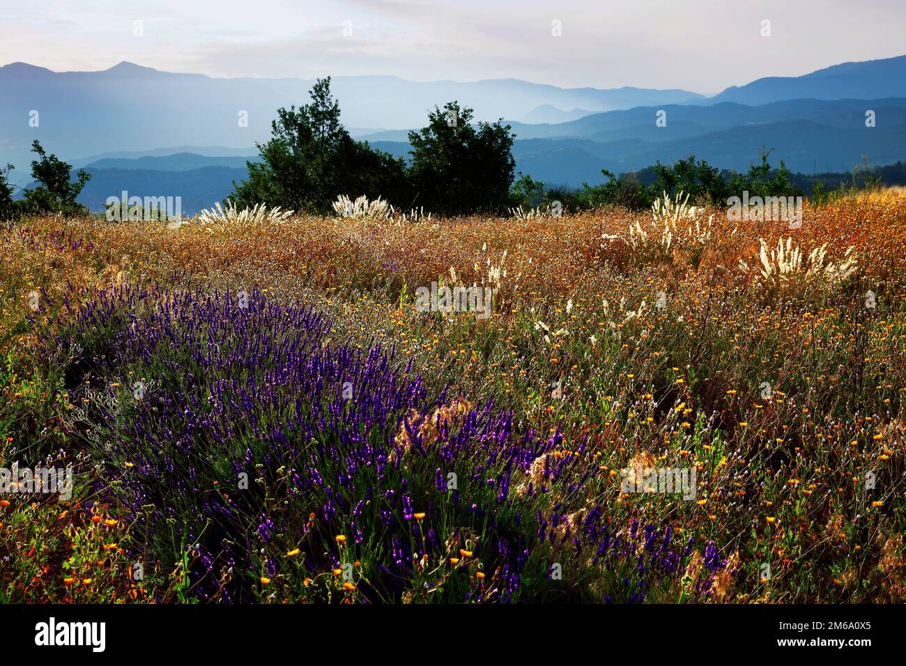 Wilder Lavendel, Lure Mountain, Provence, France Stock Photo