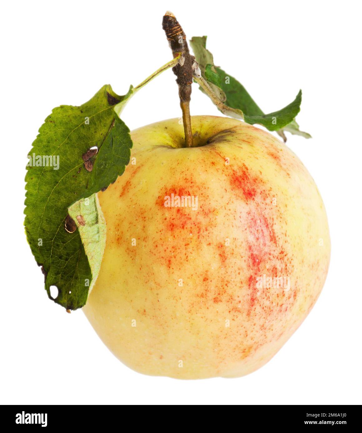 Fetching apple hi-res stock photography and images - Alamy