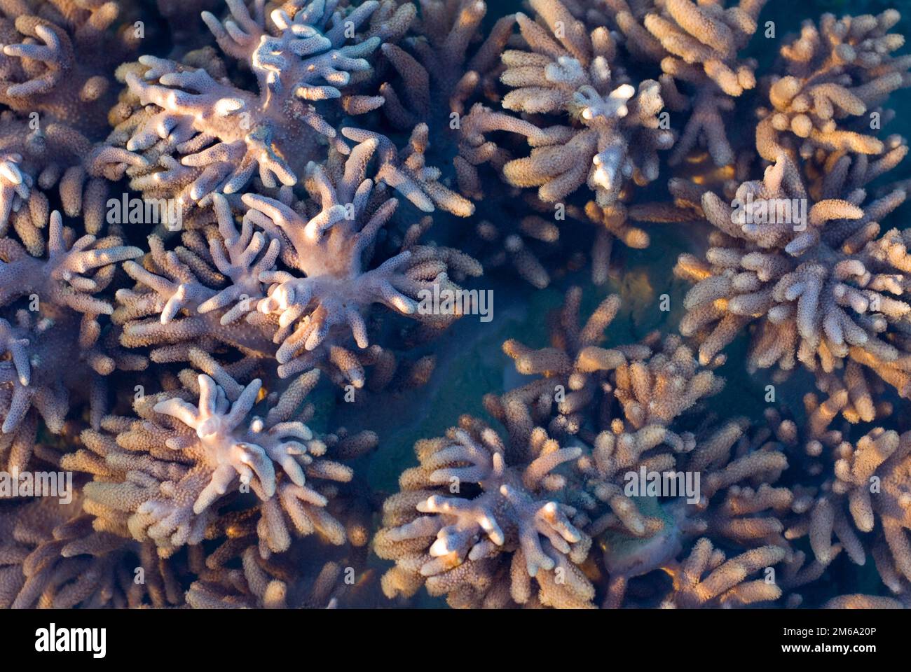 Sarcophyton corals Stock Photo