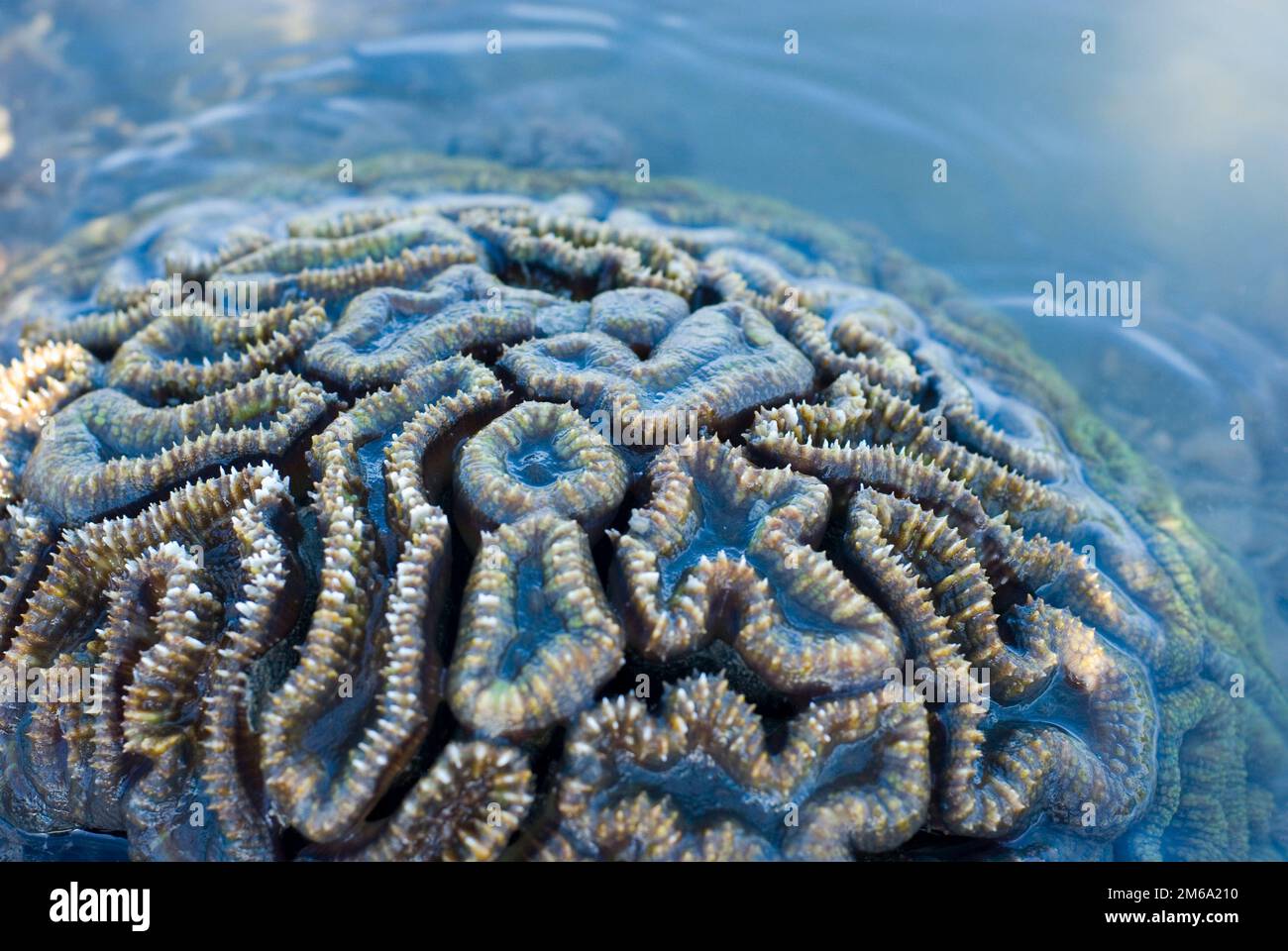 Brain coral Stock Photo