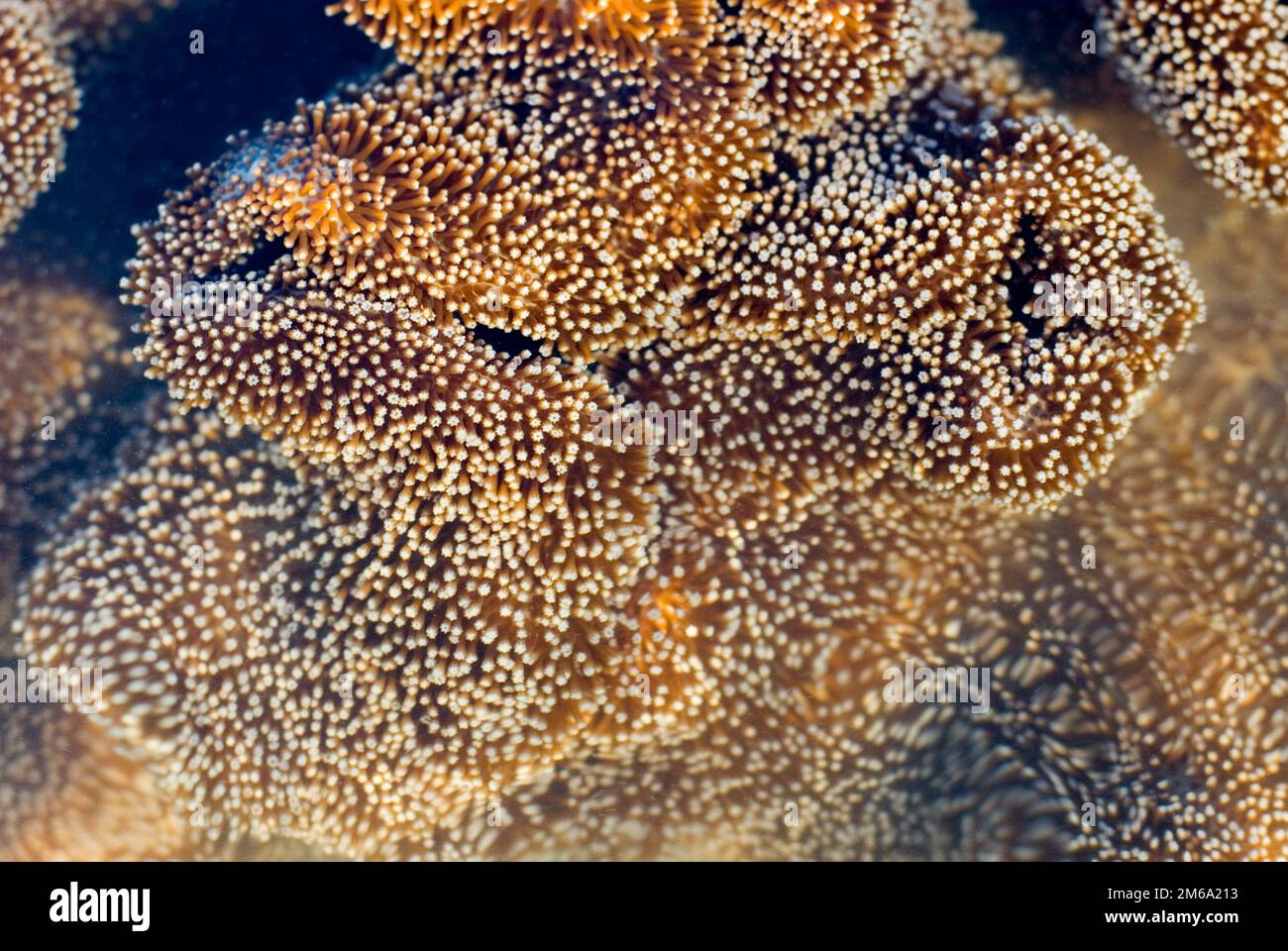 Leather coral polys Stock Photo