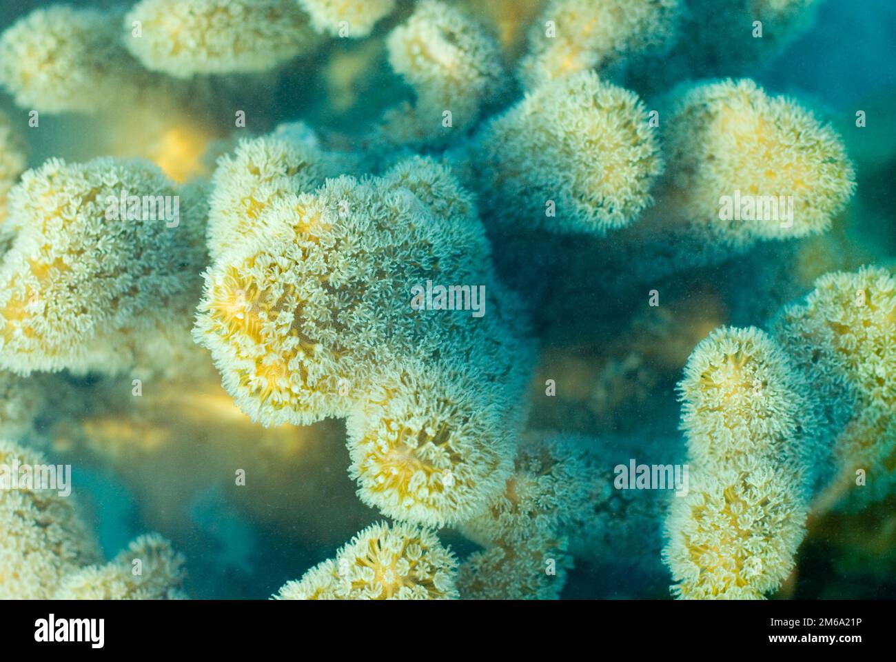 Leather coral polyps Stock Photo