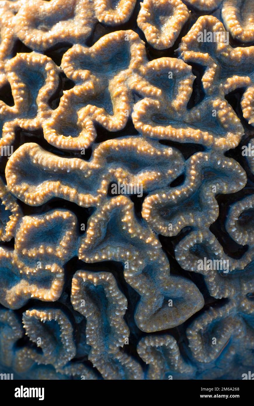 Brain coral, Flavia SP Stock Photo