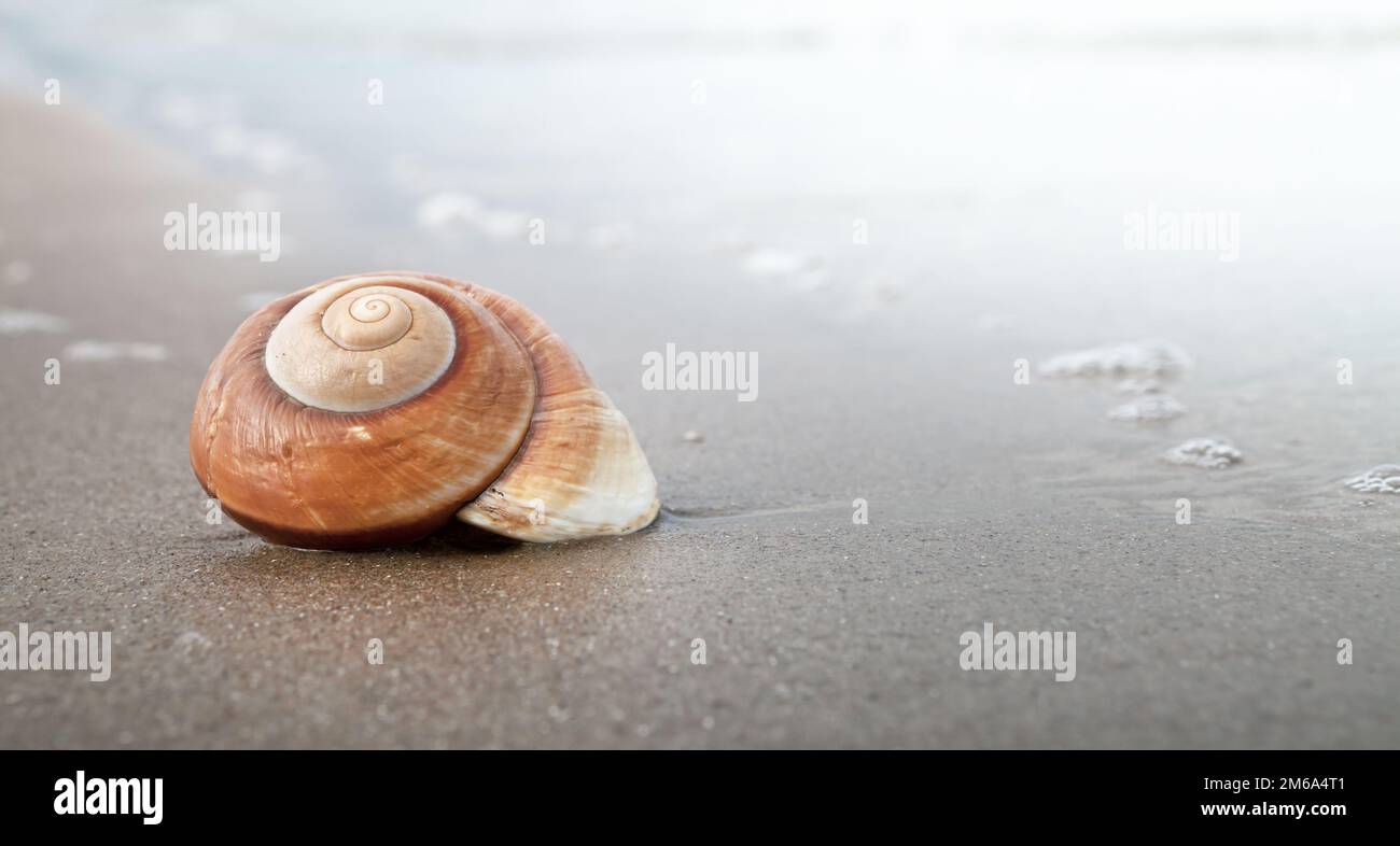 Spiral seashell Stock Photo