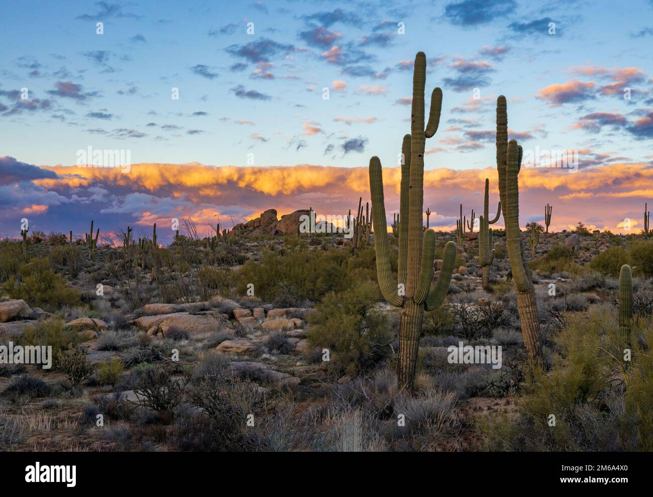 Fiery sunset saguaro cactus hi-res stock photography and images - Alamy