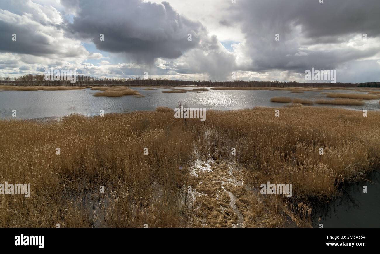 view from tower to bog lake, many reeds, sky glare in water, Sedas bog ...