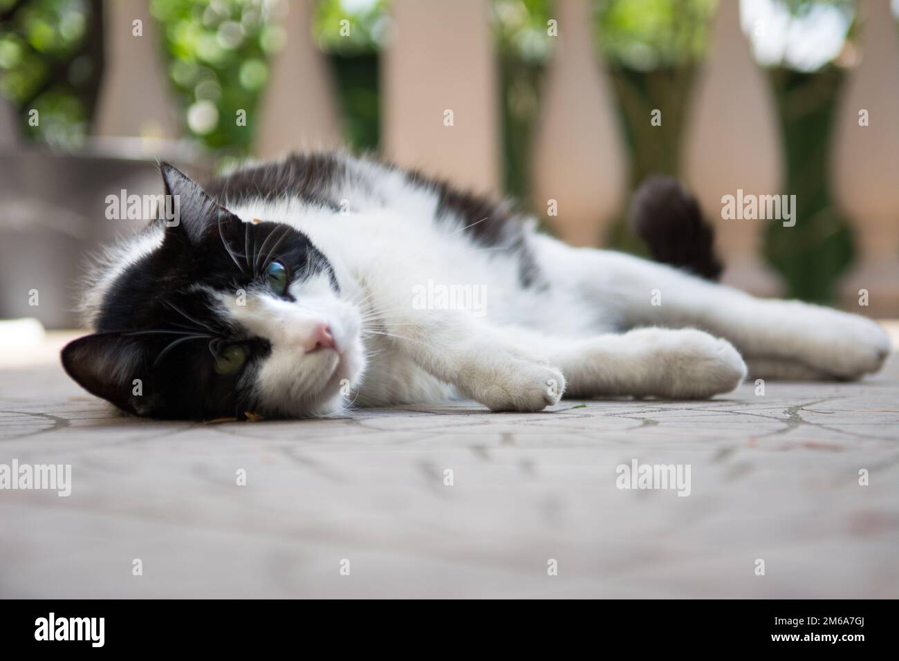 Black and white cat lying on its side on the deck Stock Photo