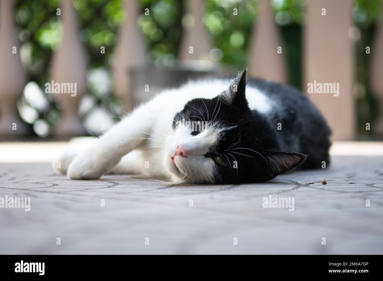 Black and white cat lying on its side on the deck Stock Photo