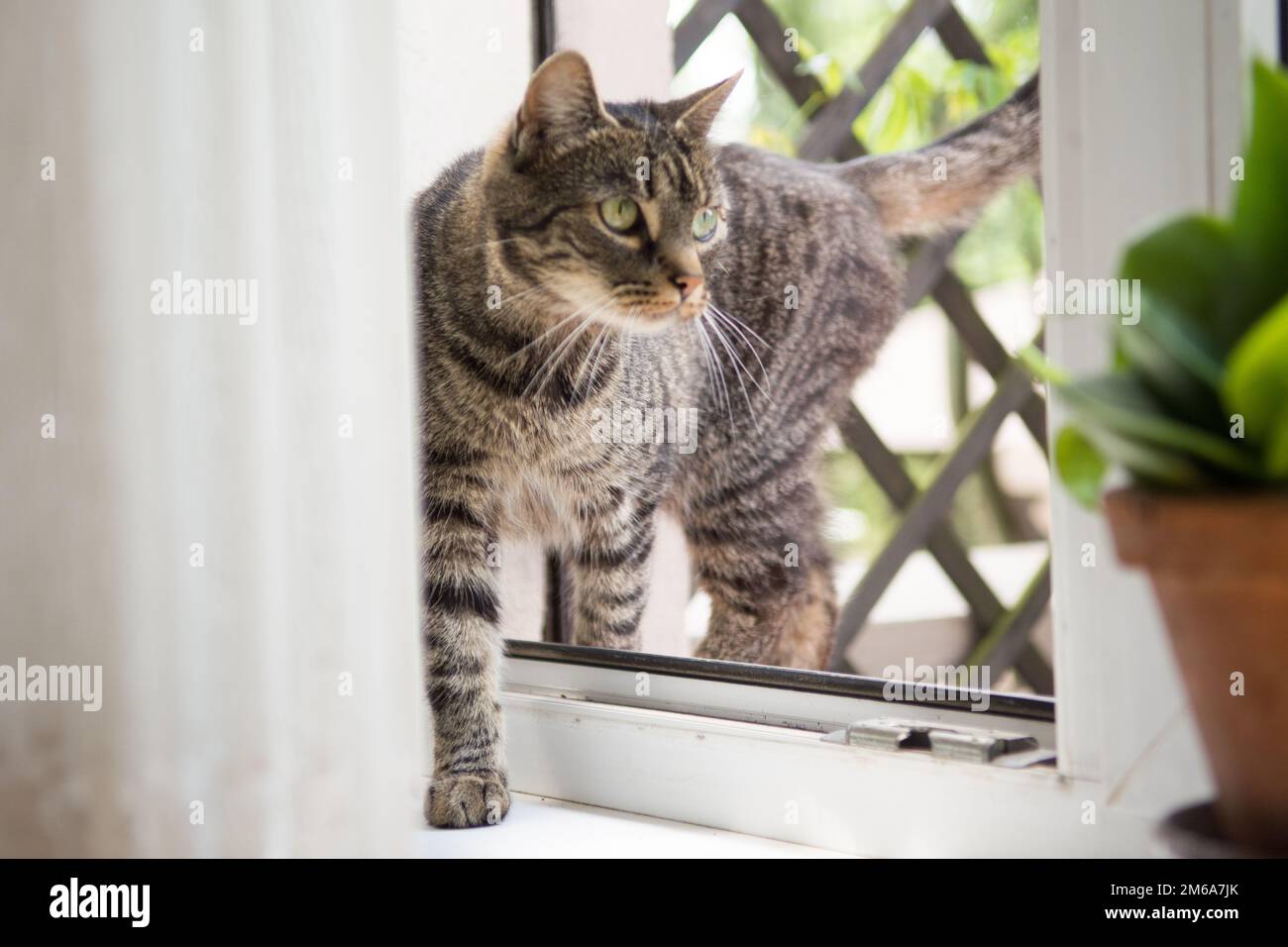 Beautiful striped grey cat walking into the room through an open window Stock Photo