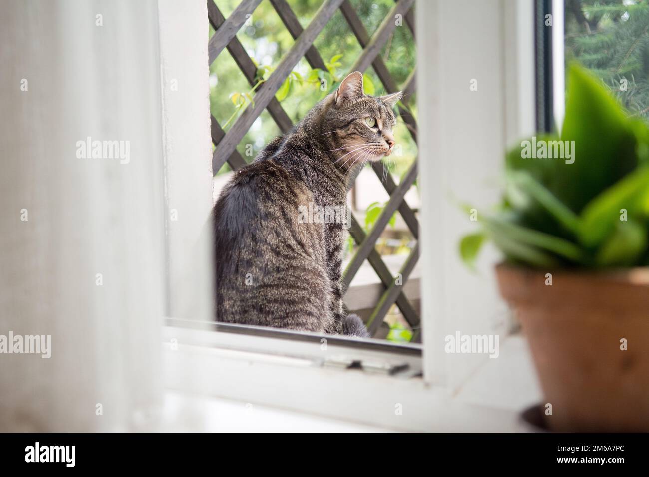 Beautiful striped grey cat sitting outside of an open window, looking at something Stock Photo