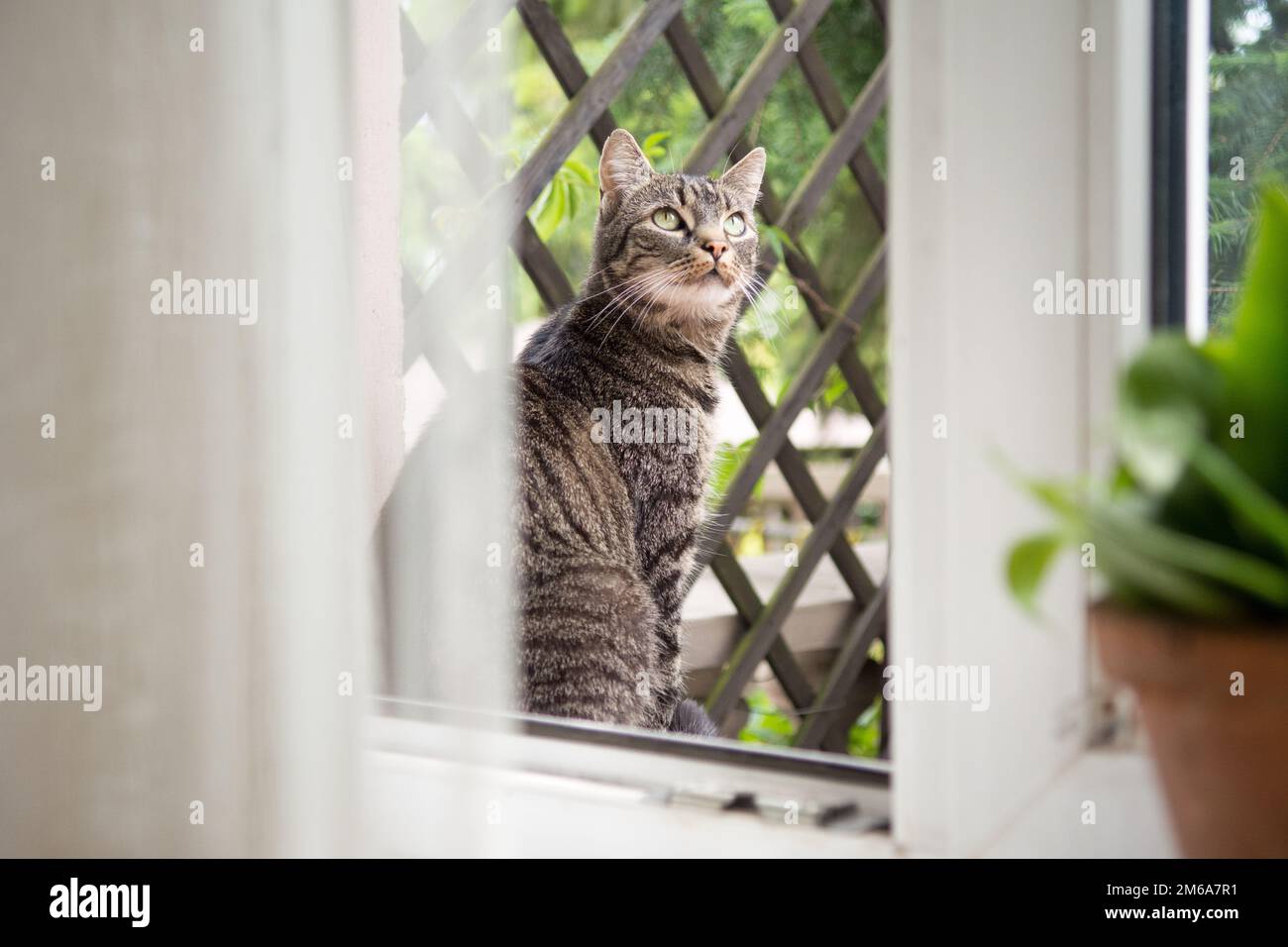 Beautiful striped grey cat sitting outside of an open window, looking up Stock Photo