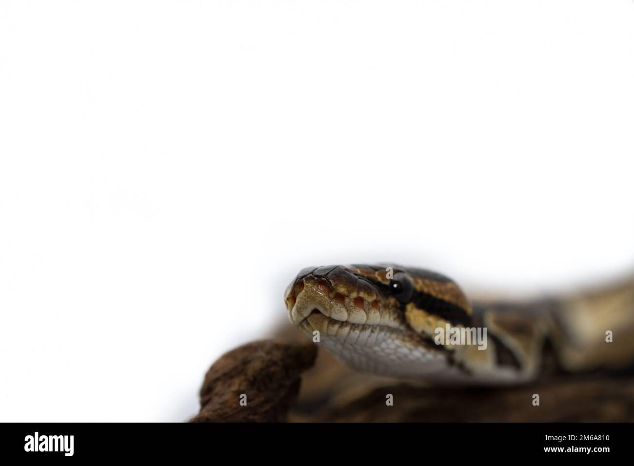 Ball Python close up (Python Regius Stock Photo - Alamy