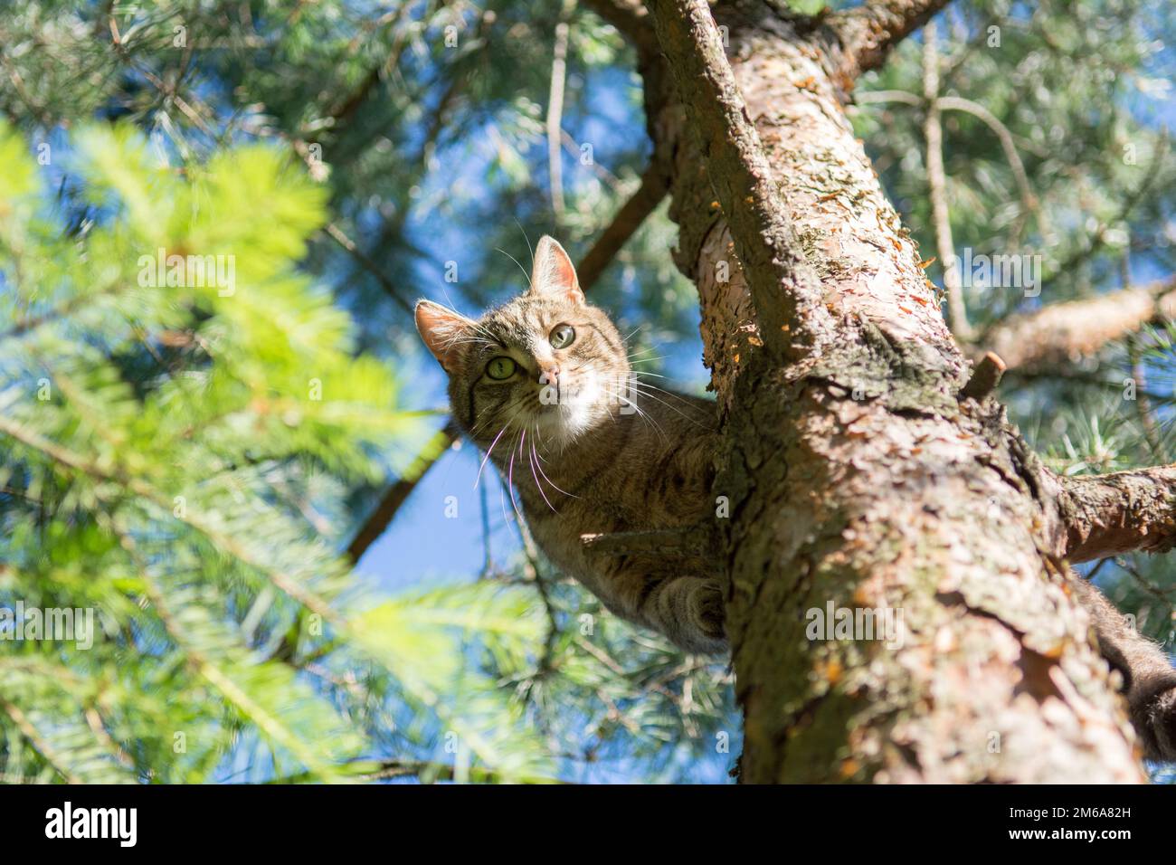 Grey tabby cat standing high on a pine tree, looking down into the camera Stock Photo Alamy