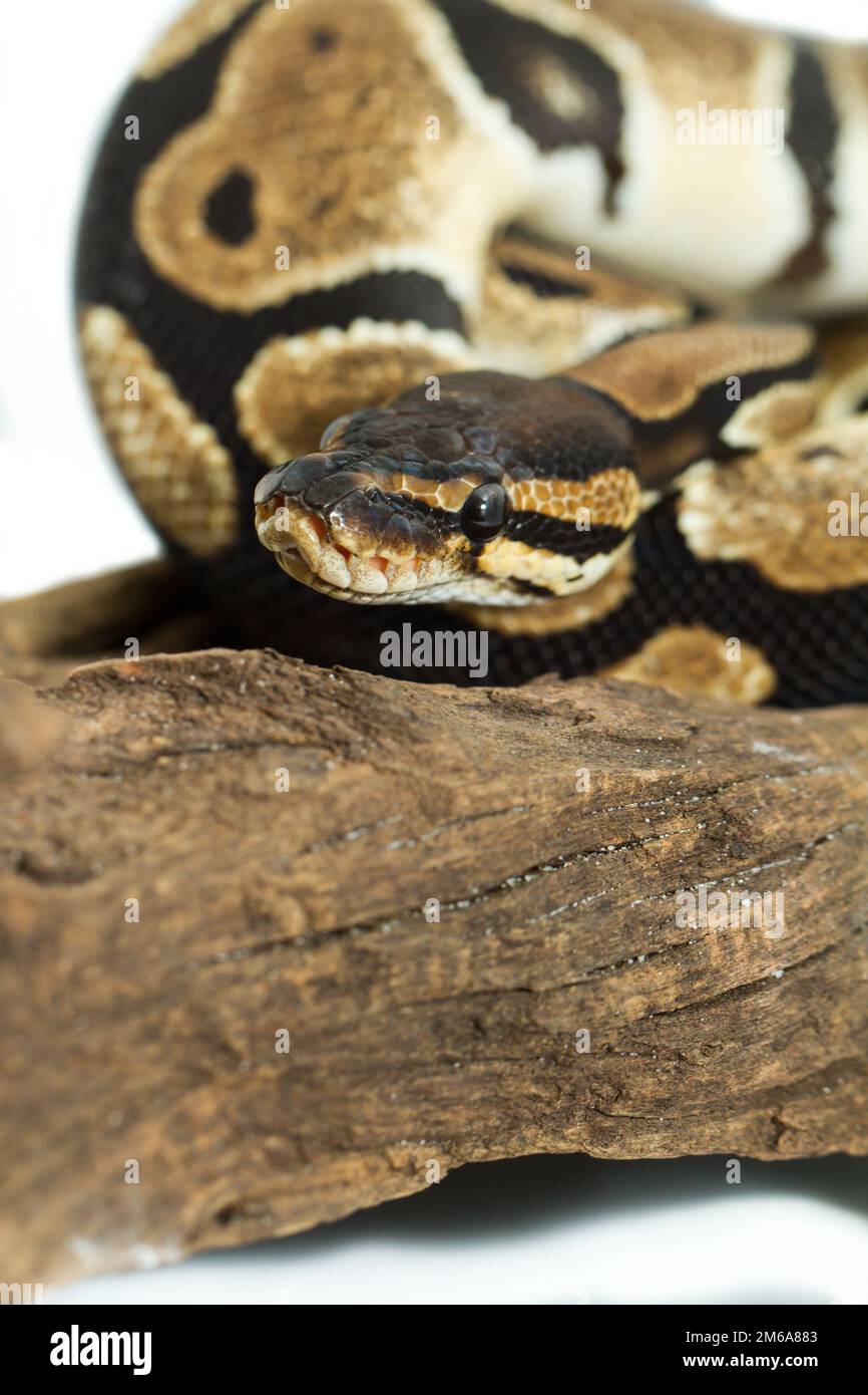 Ball Python close up (Python Regius Stock Photo - Alamy