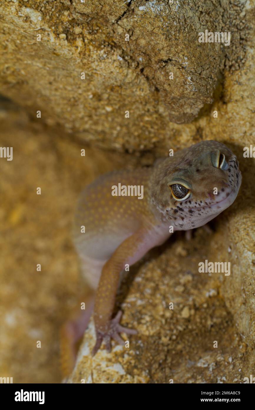 Beauty leopard gecko hi-res stock photography and images - Alamy