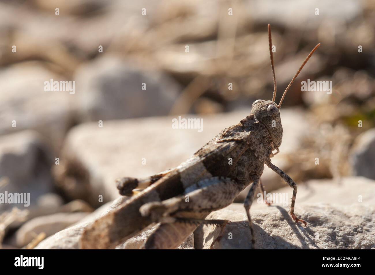 Brown locust close up full body side view (Oedipoda carulescens Stock