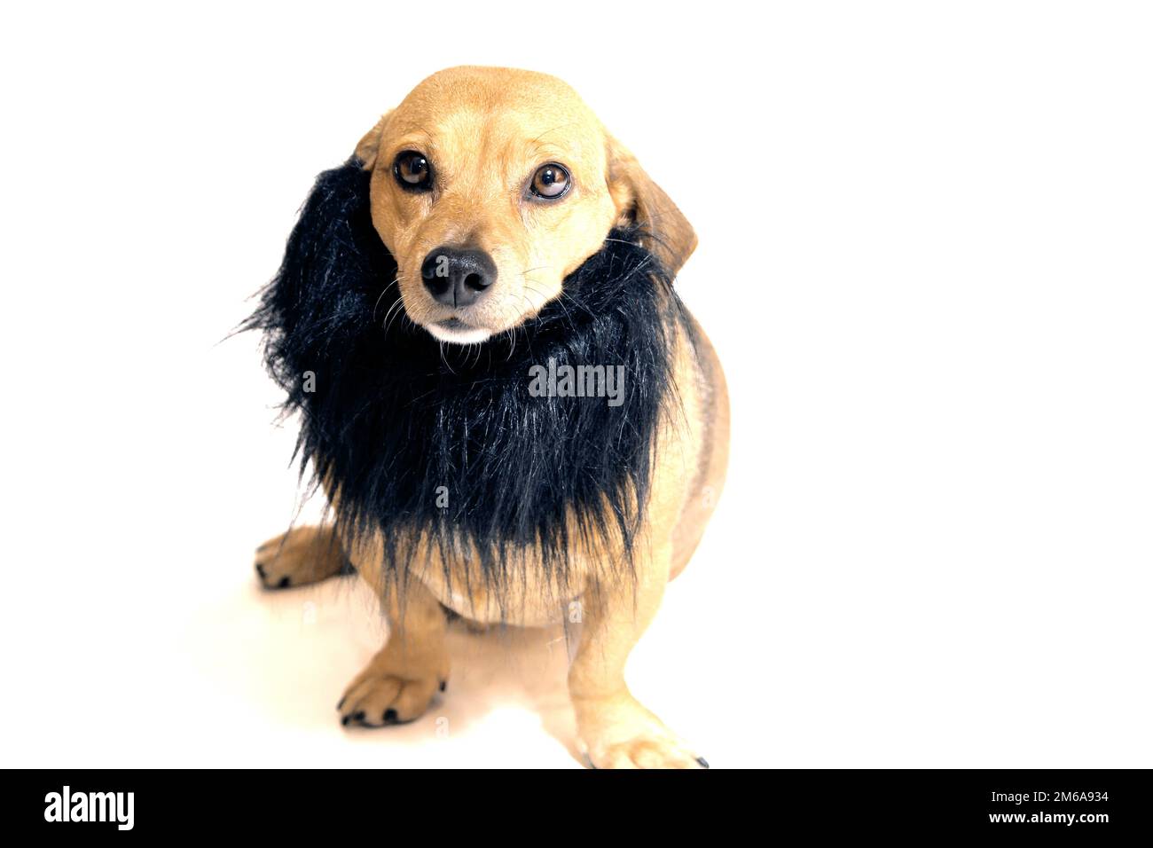 Little dog Stock Photo