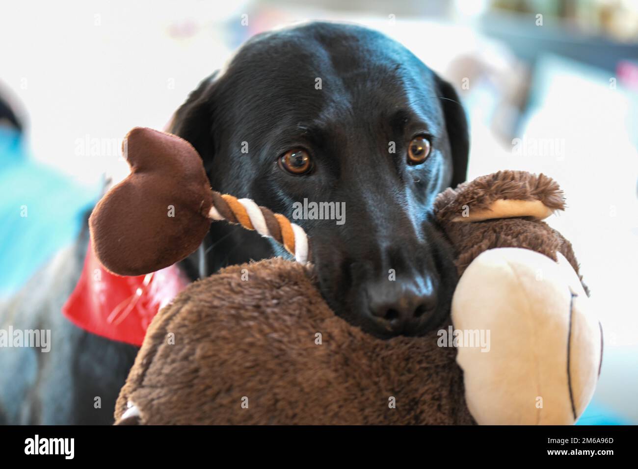 Adorable black Labrador holding a stuffed animal in its mouth Stock Photo