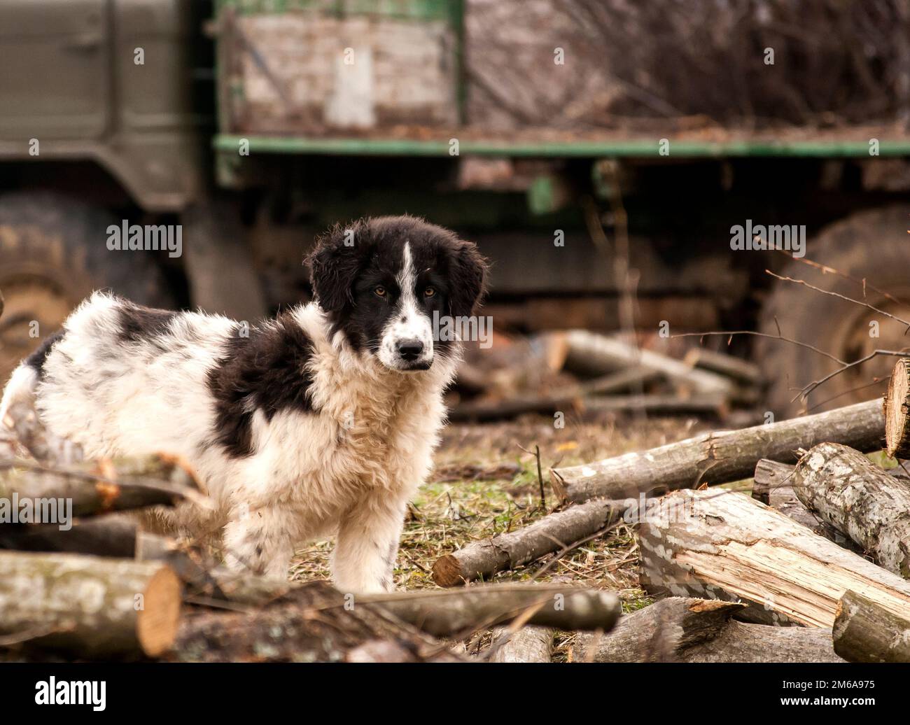 Young sheepdog in village, cut woods,  logging tru Stock Photo