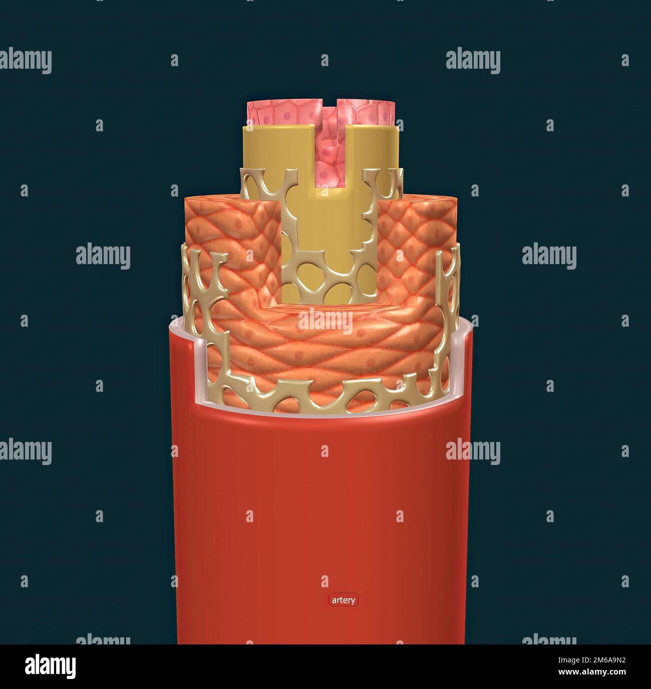 The walls of most blood vessels have three distinct layers the tunica externa, the tunica media