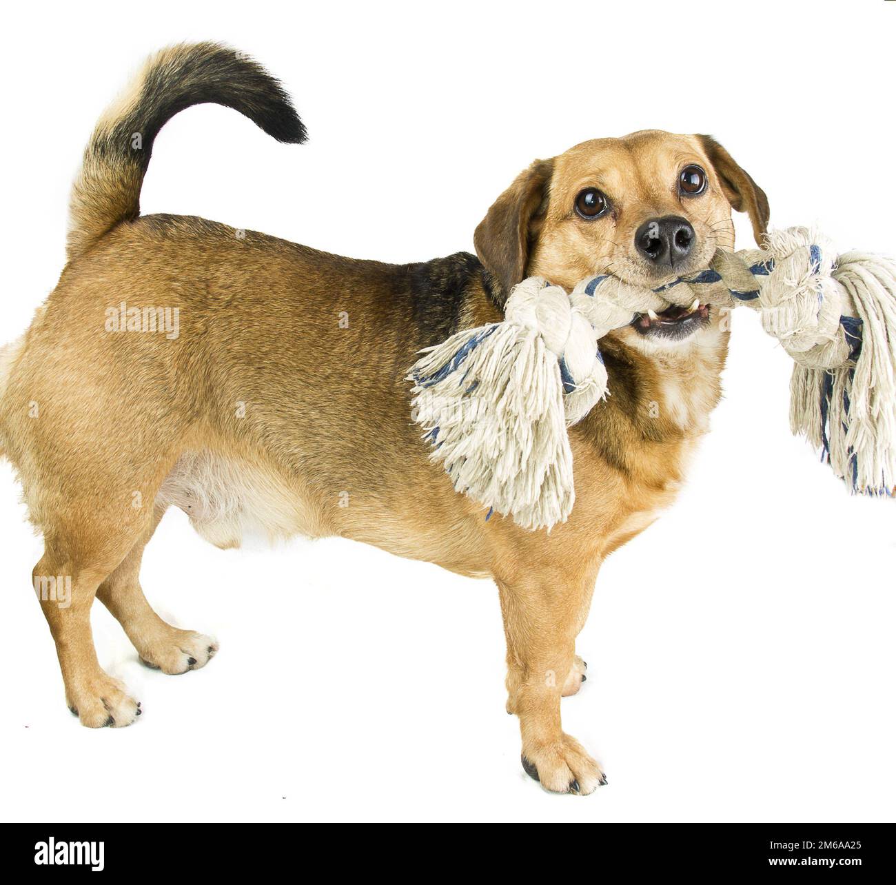 Dog and rope Stock Photo - Alamy
