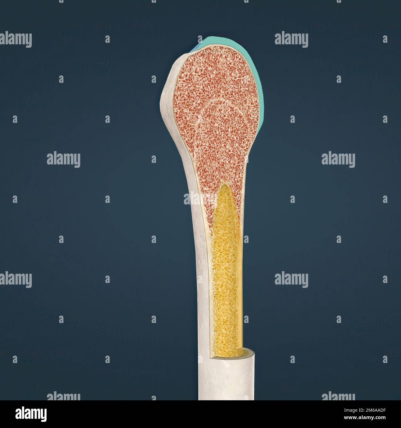 The humerus also known as the upper arm bone is a long bone that runs