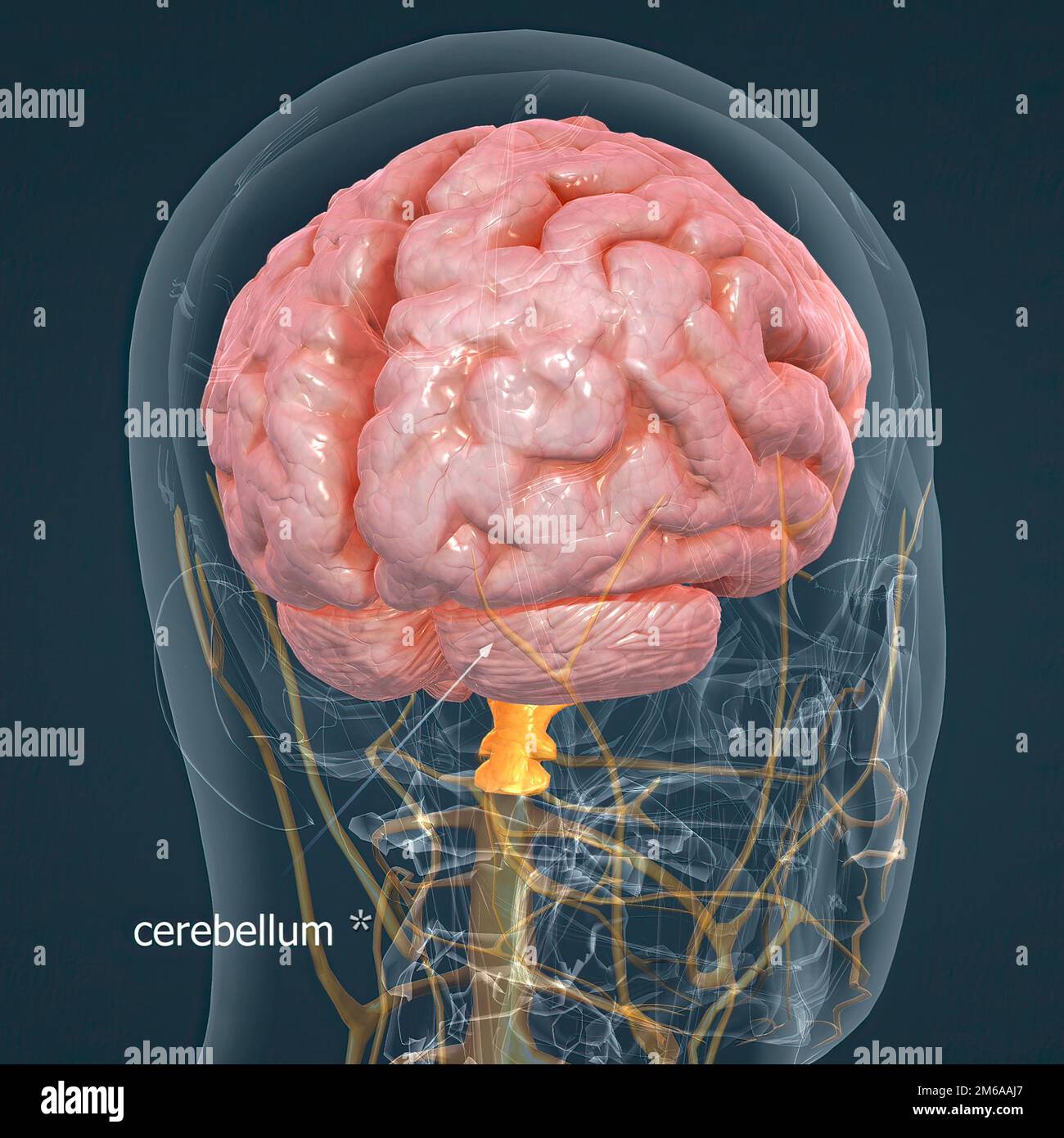 The brain controls thoughts, memory and speech, arm and leg movements