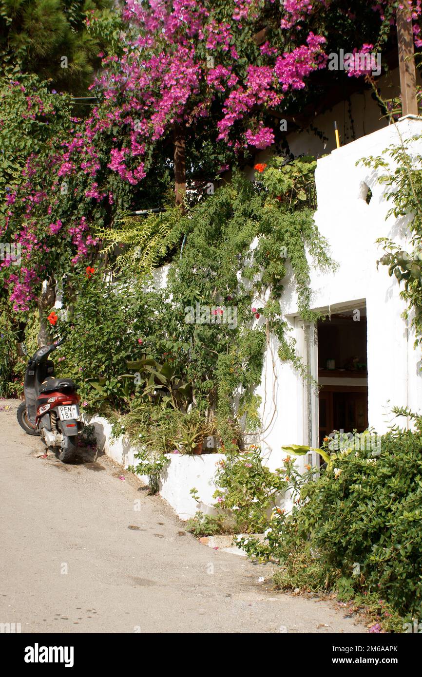 Mediterranean flowerage Stock Photo