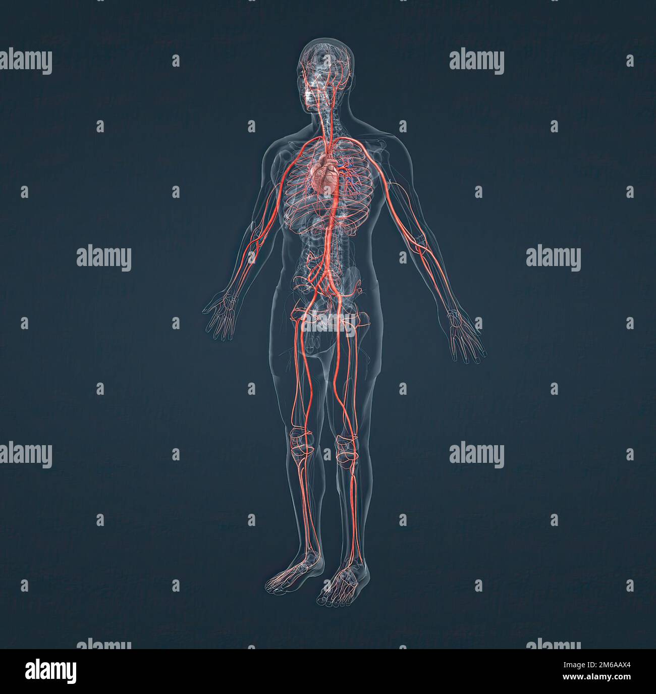 The circulatory system consists of blood vessels that carry blood to