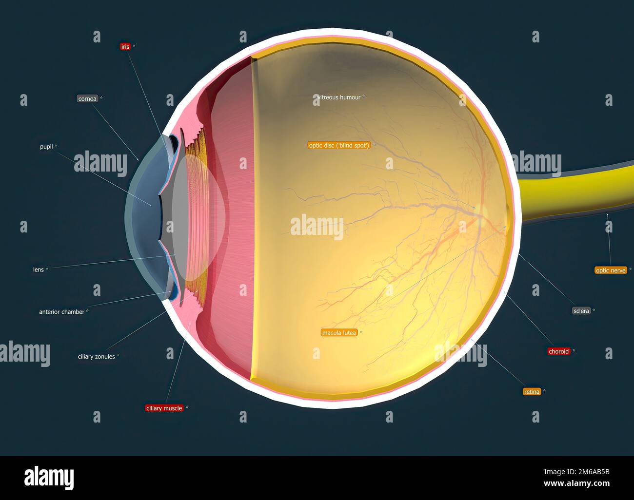 Human eye anatomy light hi-res stock photography and images - Alamy