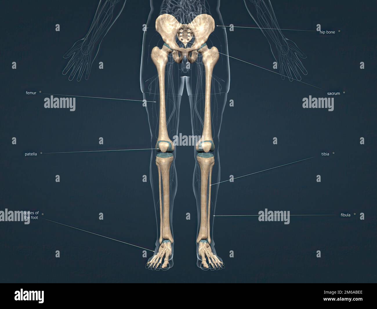 Each hip bone, in turn, is firmly joined to the axial skeleton via its ...