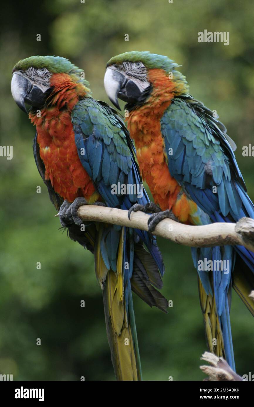 Macaw 001 Stock Photo