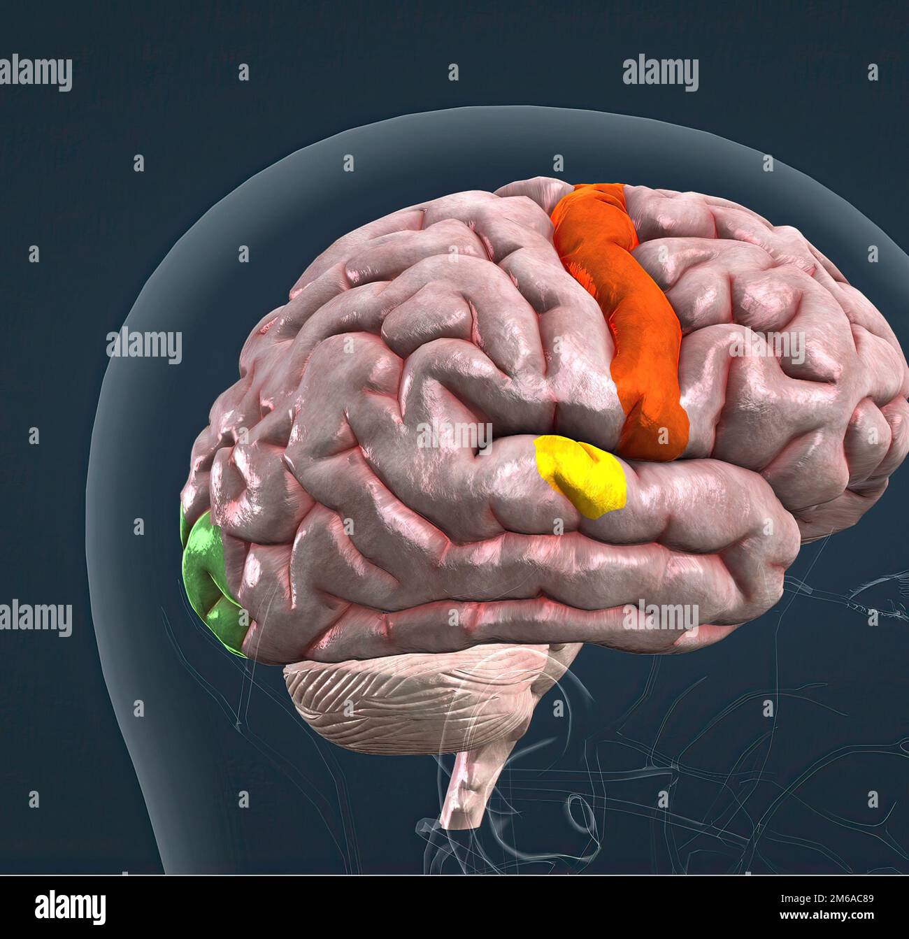 Corpus callosum hemispheres hi-res stock photography and images - Alamy
