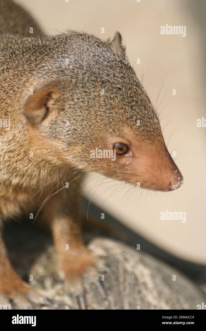 Mongoose whiskers hi-res stock photography and images - Alamy