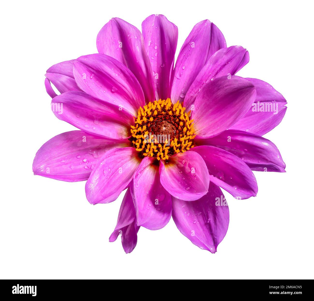 Purple dahlia bloom hi-res stock photography and images - Alamy