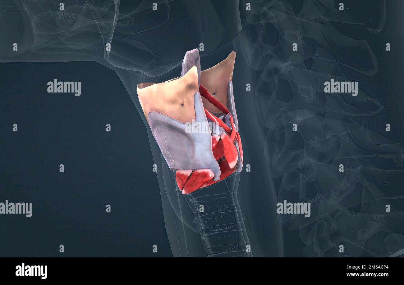 The larynx is an organ in the upper part of the neck that protects the trachea against breathing