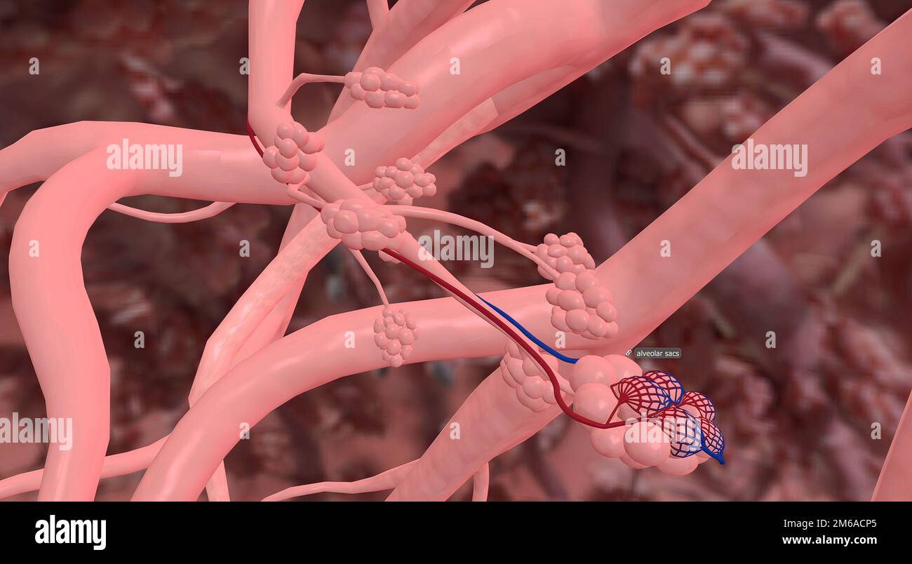 In your lungs, the main airways (bronchi) divide into smaller passages